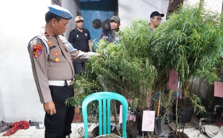 Warga Cengkareng Berkebun Ganja di Loteng Rumah, 1 Paket Dipatok Mulai Rp50 Ribu